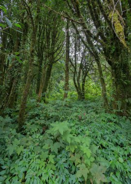 Yeşil Orman ağacı yağmur ormanları ile
