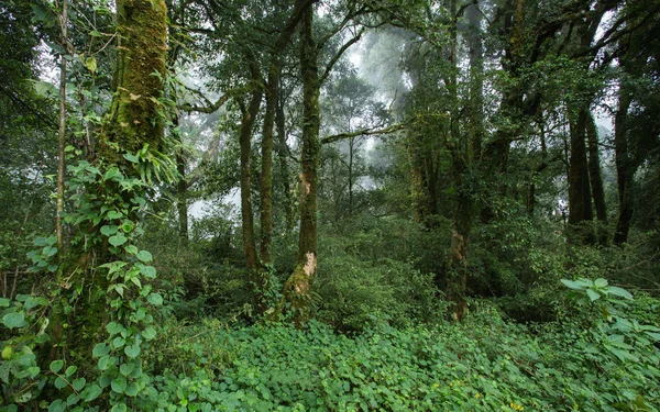 Selva verde con bosque tropical de árboles y niebla —  Fotos de Stock
