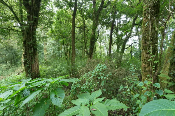 Grøn jungle med træ regnskov - Stock-foto