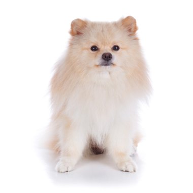 Beyaz pomeranian köpek yavrusu köpek