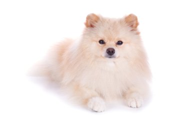 Beyaz pomeranian köpek yavrusu köpek