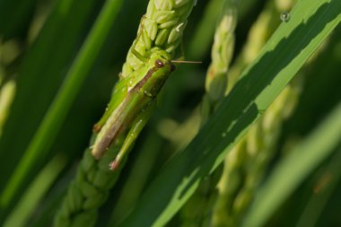 Çeltik pirinç zararlı tarım yeşil çekirge