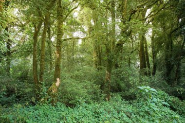 Yeşil Orman ağacı yağmur ormanları ile