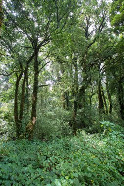 Yeşil Orman ağacı yağmur ormanları ile