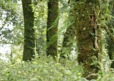 yosun ve yağmur ormanlarında fern ile yeşil ağaç