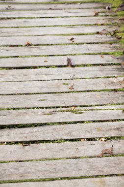 ahşap zemin paneli doku yeşil yosun ile