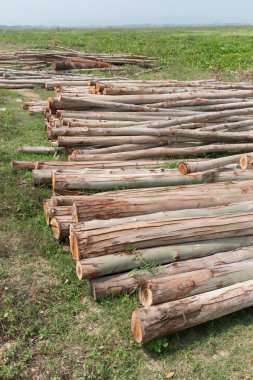 Okaliptüs ağacı, ahşap günlükleri endüstrisi için hazır yığını