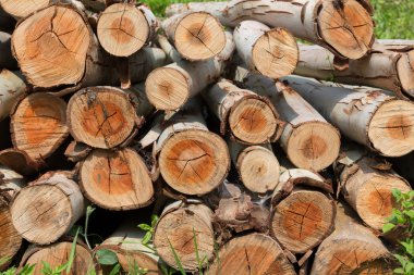 Okaliptüs ağacı, ahşap günlükleri endüstrisi için hazır yığını