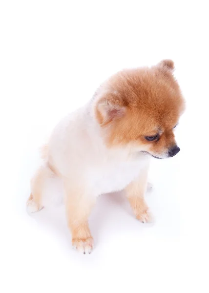 Pomeranian hund brunt kort hår — Stockfoto