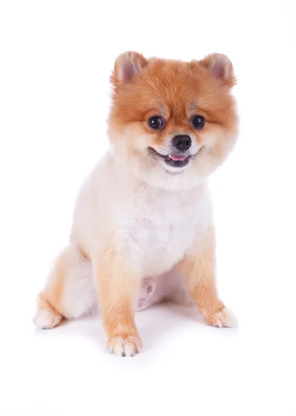 ポメラニアン犬茶色の短い毛 — ストック写真