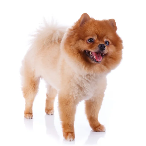Pomeranian köpek kahverengi kısa saç — Stok fotoğraf