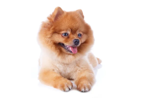 Pomeranian köpek kahverengi kısa saç — Stok fotoğraf