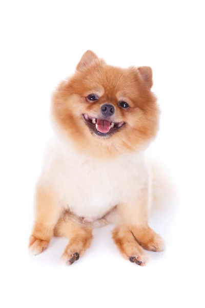 Pomeranian hund brunt kort hår — Stockfoto