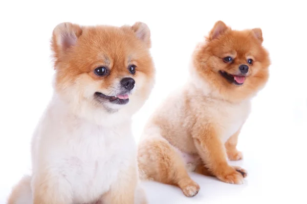 Pomeranian hund brunt kort hår — Stockfoto