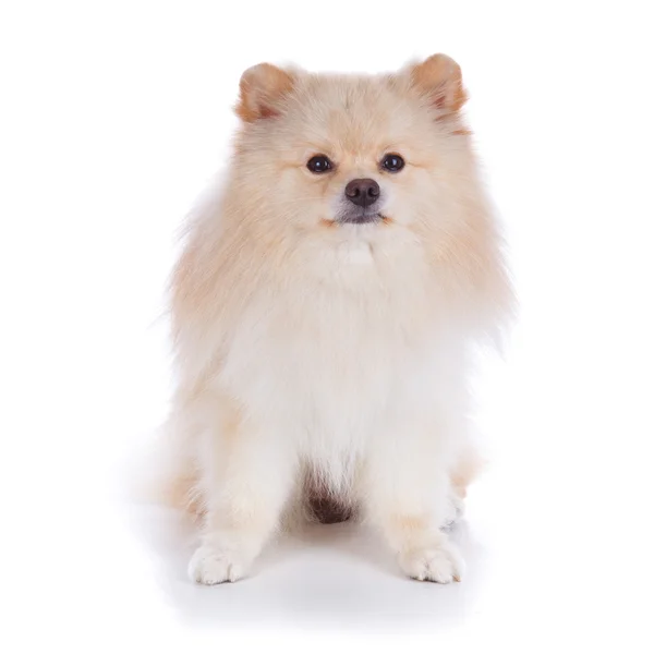 Vit pomeranian valpar — Stockfoto