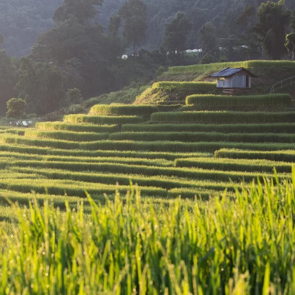 Niełuskanego ryżu pola rolnictwo plantacji, Chiangmai, Tajlandia — Zdjęcie stockowe