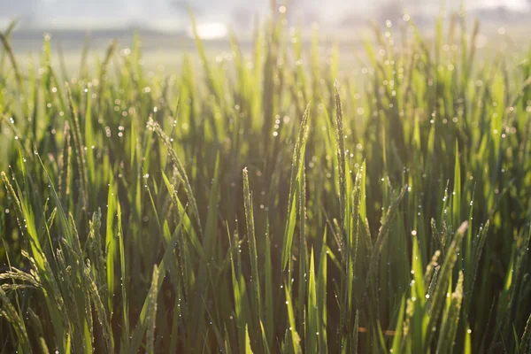 Rijst rijstvelden van landbouw teelt — Stockfoto