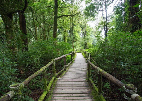 Madeira de pavimento na selva verde — Fotografia de Stock