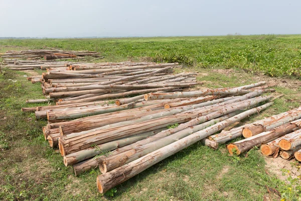 Eucalyptus, Pile de grumes de bois prête pour l'industrie — Photo