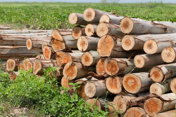 Árbol de eucalipto, montón de troncos de madera listos para la industria —  Fotos de Stock