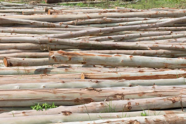Árvore de eucalipto, pilha de toras de madeira pronta para a indústria — Fotografia de Stock