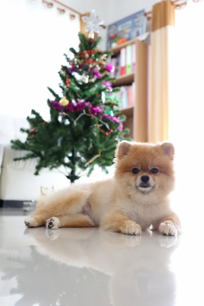 Cão pomerano animal de estimação bonito em casa com decoração de árvore de natal — Fotografia de Stock