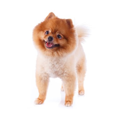 Pomeranian köpek kahverengi kısa saç