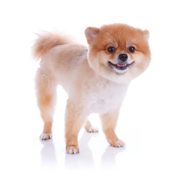 Pommeren hond bruin kort haar — Stockfoto