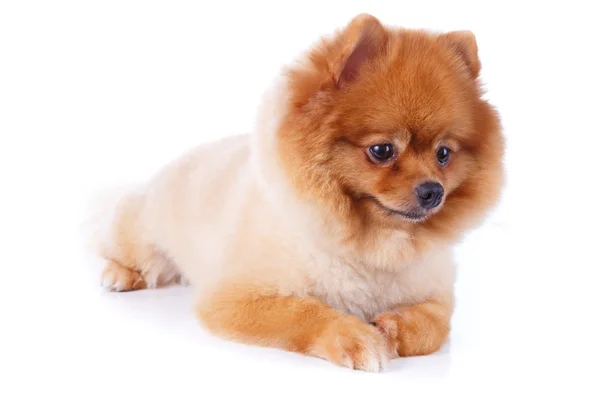 Špicl psů hnědé krátké vlasy — Stock fotografie
