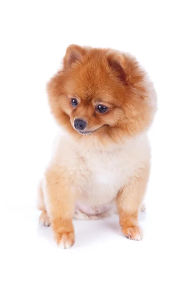 Pomeranian hund brunt kort hår — Stockfoto