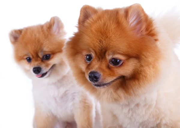 Pomeranian dog brown short hair — стоковое фото