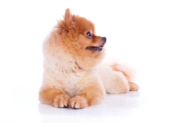 Pomeranian hund brunt kort hår — Stockfoto