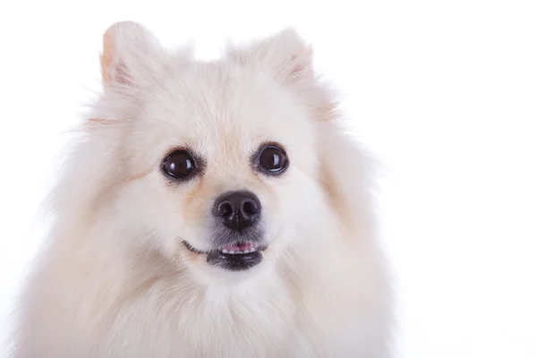 白いポメラニアン犬の顔を閉じる — ストック写真