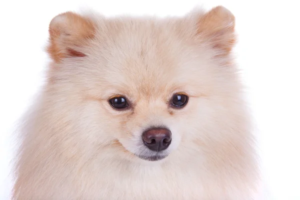 Branco pomeranian cão close up rosto — Fotografia de Stock