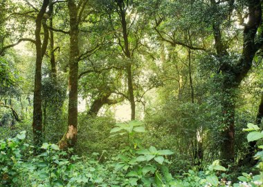 Yeşil Orman ağacı yağmur ormanları ile