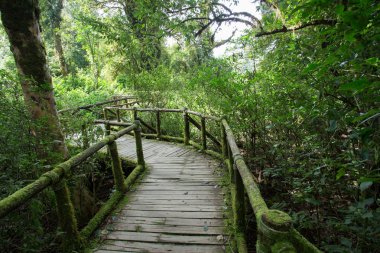 Ahşap kaplama yeşil ormanda