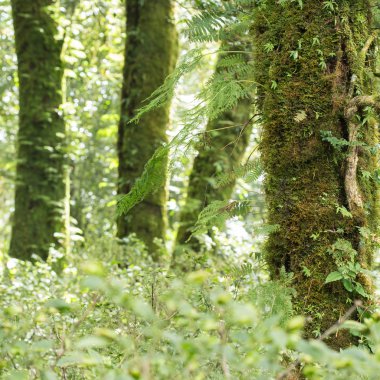 yosun ve yağmur ormanlarında fern ile yeşil ağaç