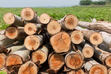Okaliptüs ağacı, ahşap günlükleri endüstrisi için hazır yığını