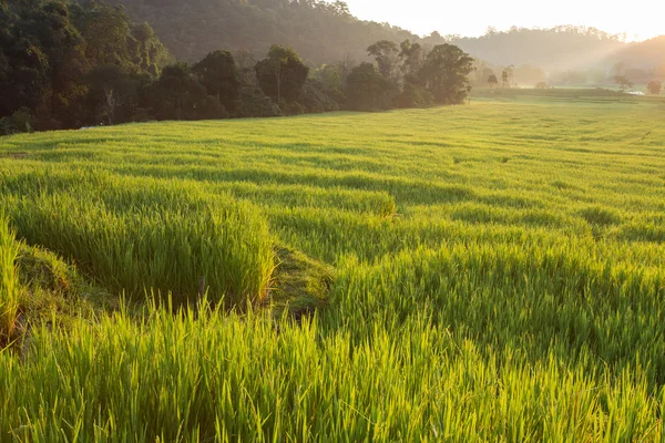 Zielony niełuskanego ryżu pola rolnictwo plantacji — Zdjęcie stockowe