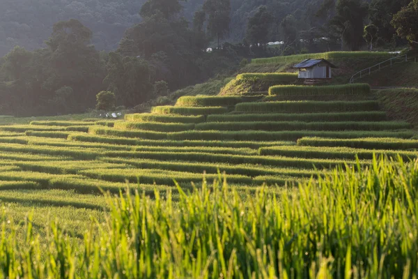 Педді рисових полів сільськогосподарської плантації, Чіанг травня, Таїланд — стокове фото