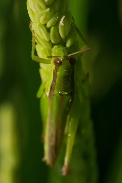 Grön gräshoppa på paddyris av pest jordbruk — Stockfoto