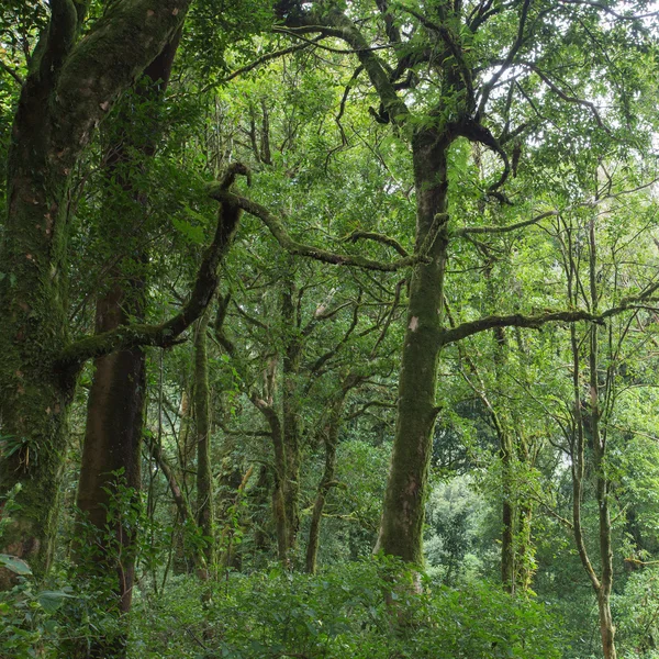 Hutan hijau dengan hutan hujan pohon — Stok Foto