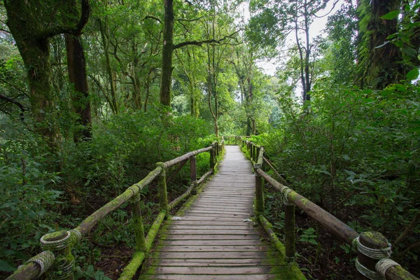 Madeira de pavimento na selva verde — Fotografia de Stock