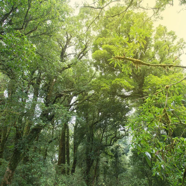 Hutan hijau dengan hutan hujan pohon — Stok Foto
