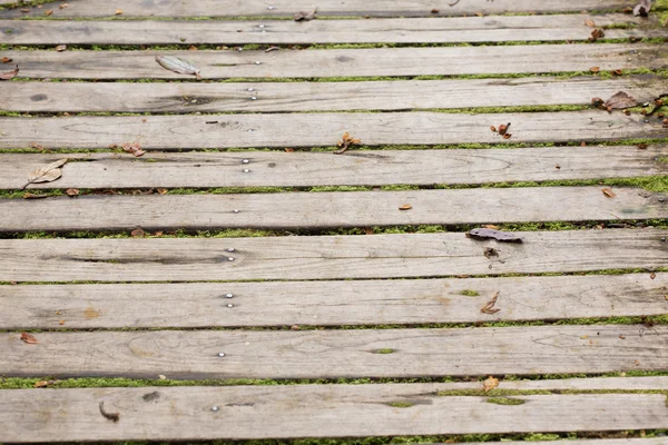Dřevěná deska podlahy textury s zeleným mechem — Stock fotografie