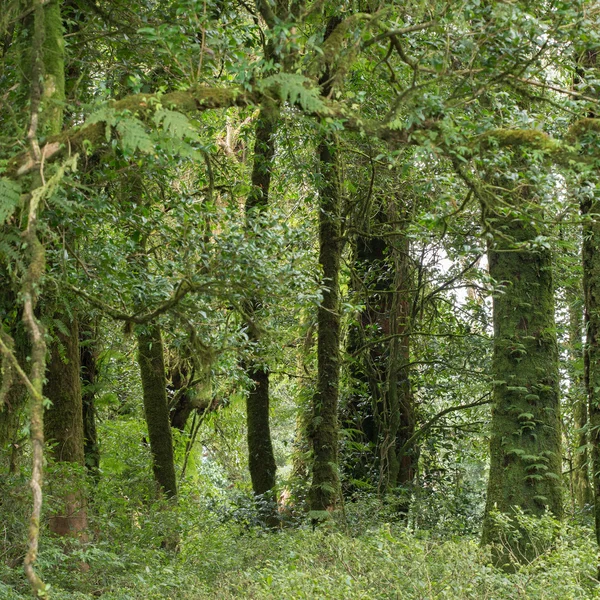 Groene jungle met boom regenwoud — Stockfoto