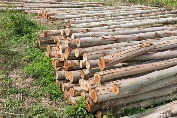 Eukalyptusträd, hög med ved redo för industrin — Stockfoto