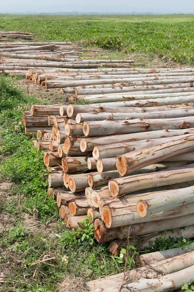 Albero di eucalipto, Pila di tronchi di legno pronta per l'industria — Foto Stock