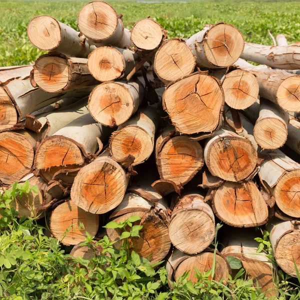 Eukalyptusträd, hög med ved redo för industrin — Stockfoto