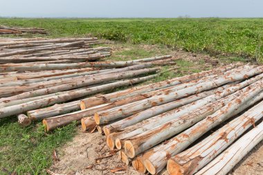 Okaliptüs ağacı, ahşap günlükleri endüstrisi için hazır yığını